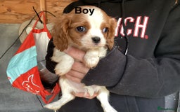 Cavalier King Charles Spaniel dogs for sale: King Charles cavalier spaniel - Image 1