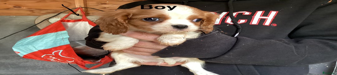 Cavalier King Charles Spaniel Puppy 1