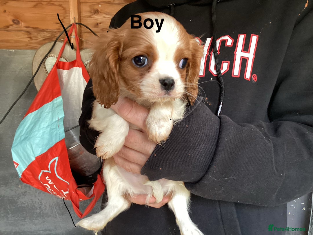 Cavalier King Charles Spaniel dogs for sale: King Charles cavalier spaniel - Image 1