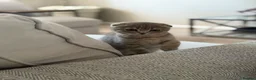 Scottish Fold cats for sale: LAST Scottish Fold – Ready Now - Advert 6