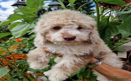 Cockapoo dogs for sale: Cockerpoo girl 11weeks old  - Image 18