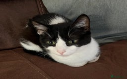 British Shorthair cats for sale: Two cats for sale - Image 1