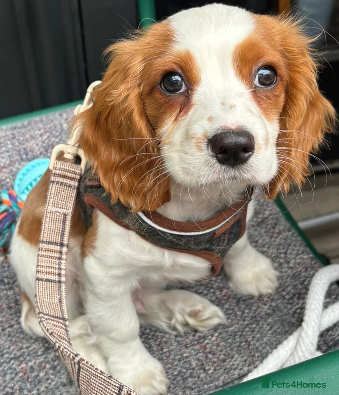 Cockalier dogs for sale: Lovely Cockalier Puppies- NOW FULLY VACCINATED - Advert 1