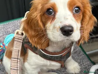 Cockalier dogs Lovely Cockalier Puppies- NOW FULLY VACCINATED - Advert 6