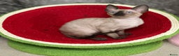 Cornish Rex cats for sale: 🌟Cornish Rex Kittens — Blue Eyes, Champion Line🌟 - Advert 8