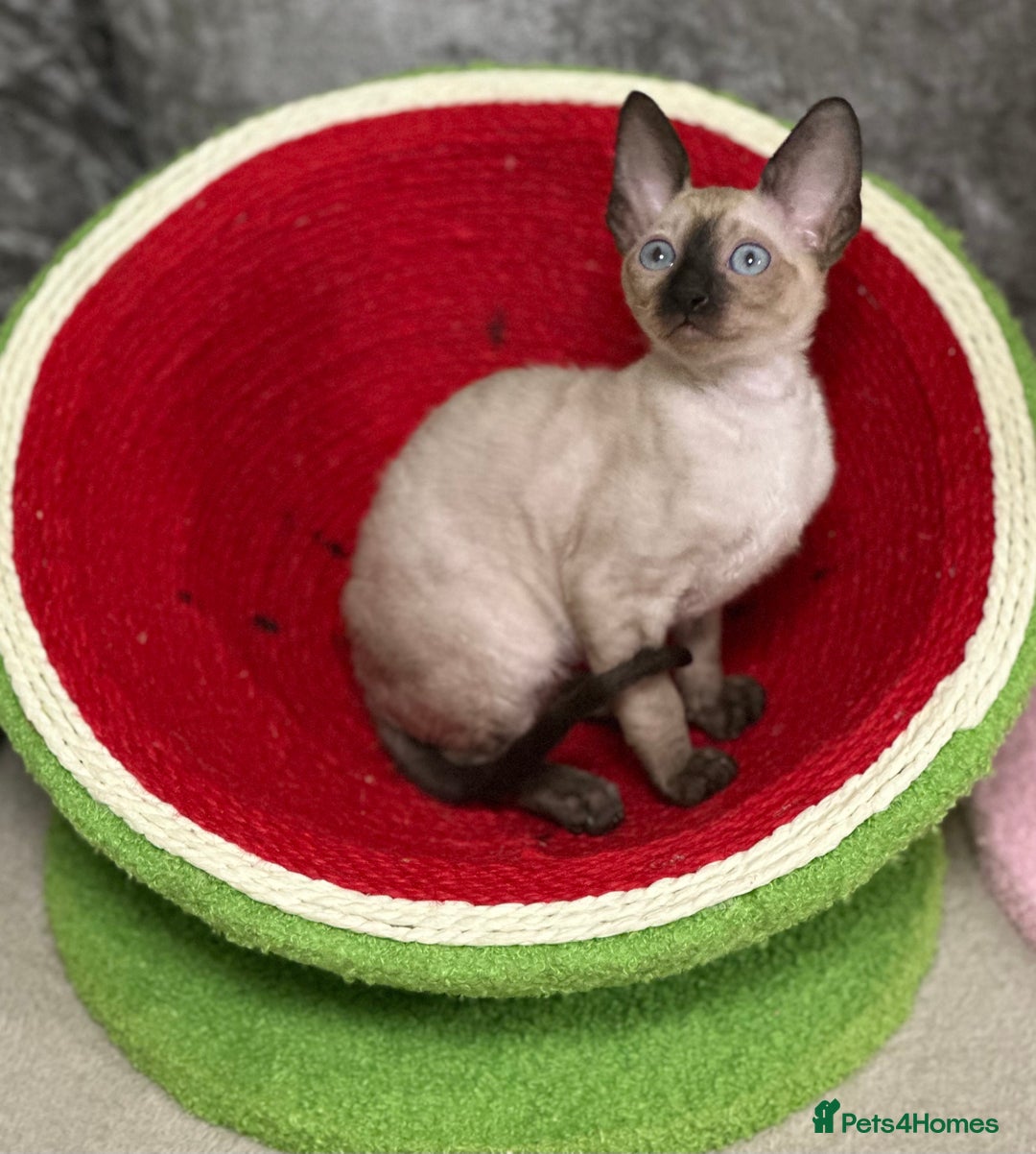 Cornish Rex cats for sale: 🌟Cornish Rex Kittens — Blue Eyes, Champion Line🌟 - Advert 8