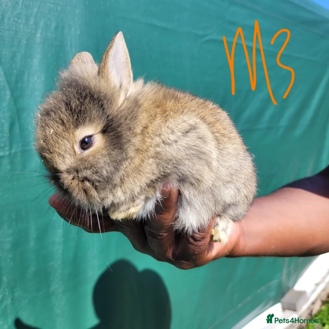 Mini Lop rabbits for sale: Mini lop / Netherland Dwarf  - Advert 2