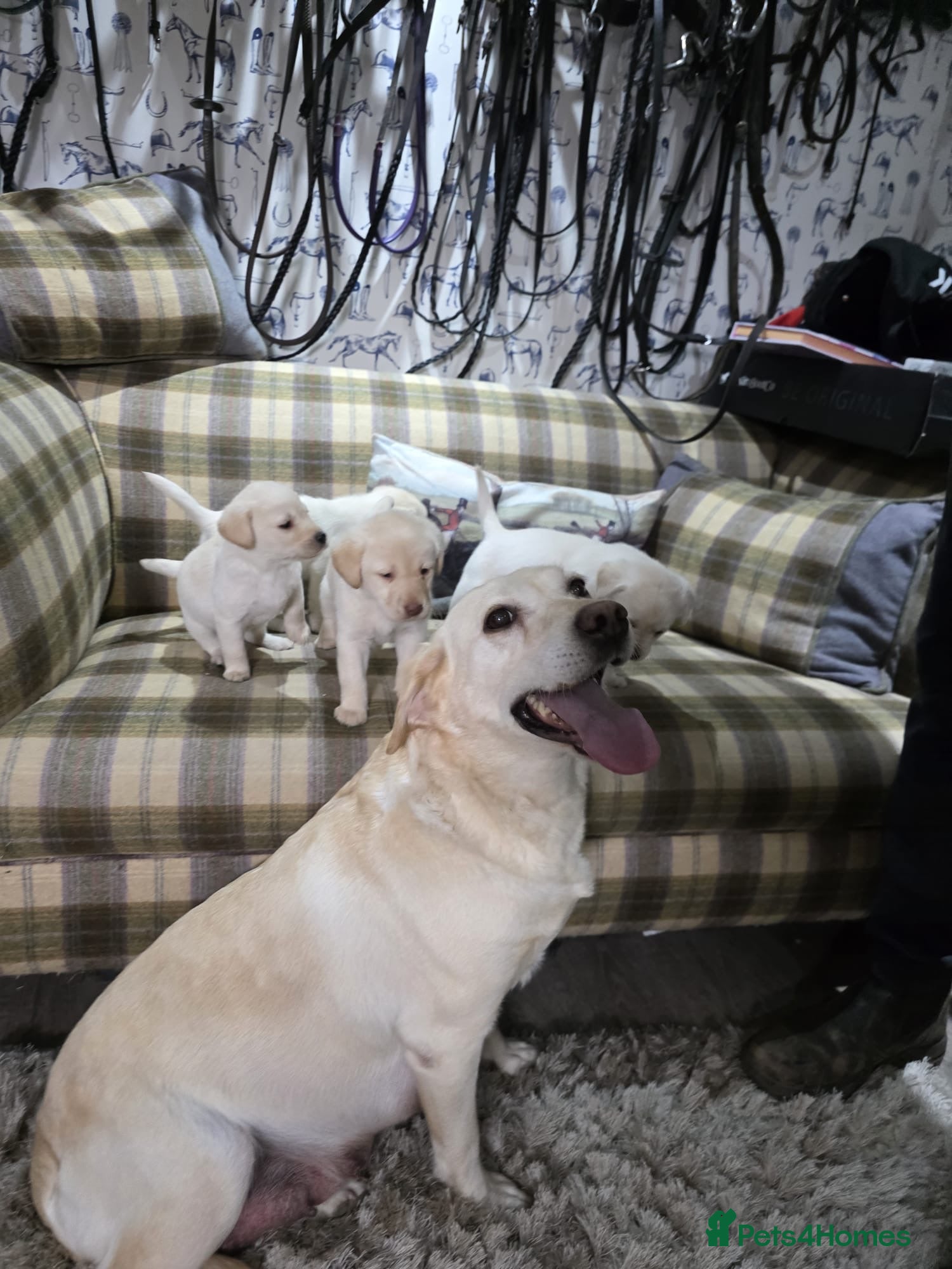 Labrador Retriever dogs Golden labrador puppies Gorgeous litter  - Advert 1