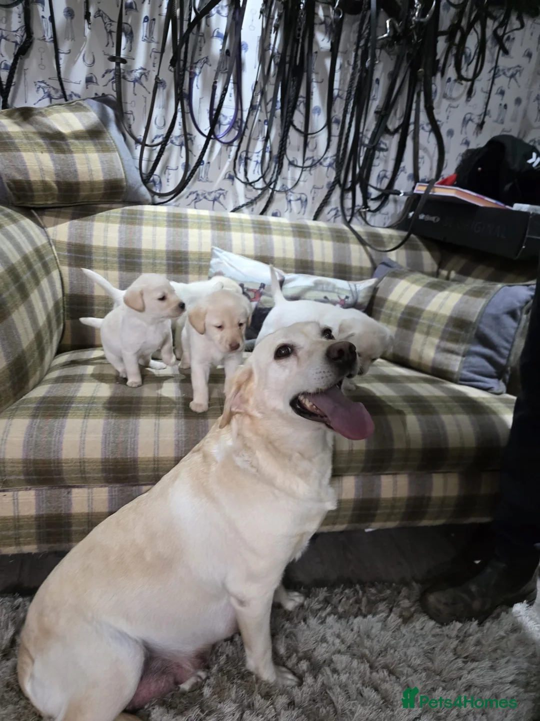 Labrador Retriever dogs for sale: Golden labrador puppies Gorgeous litter  - Advert 1