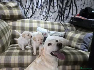 Labrador Retriever dogs Golden labrador puppies Gorgeous litter - Advert 1