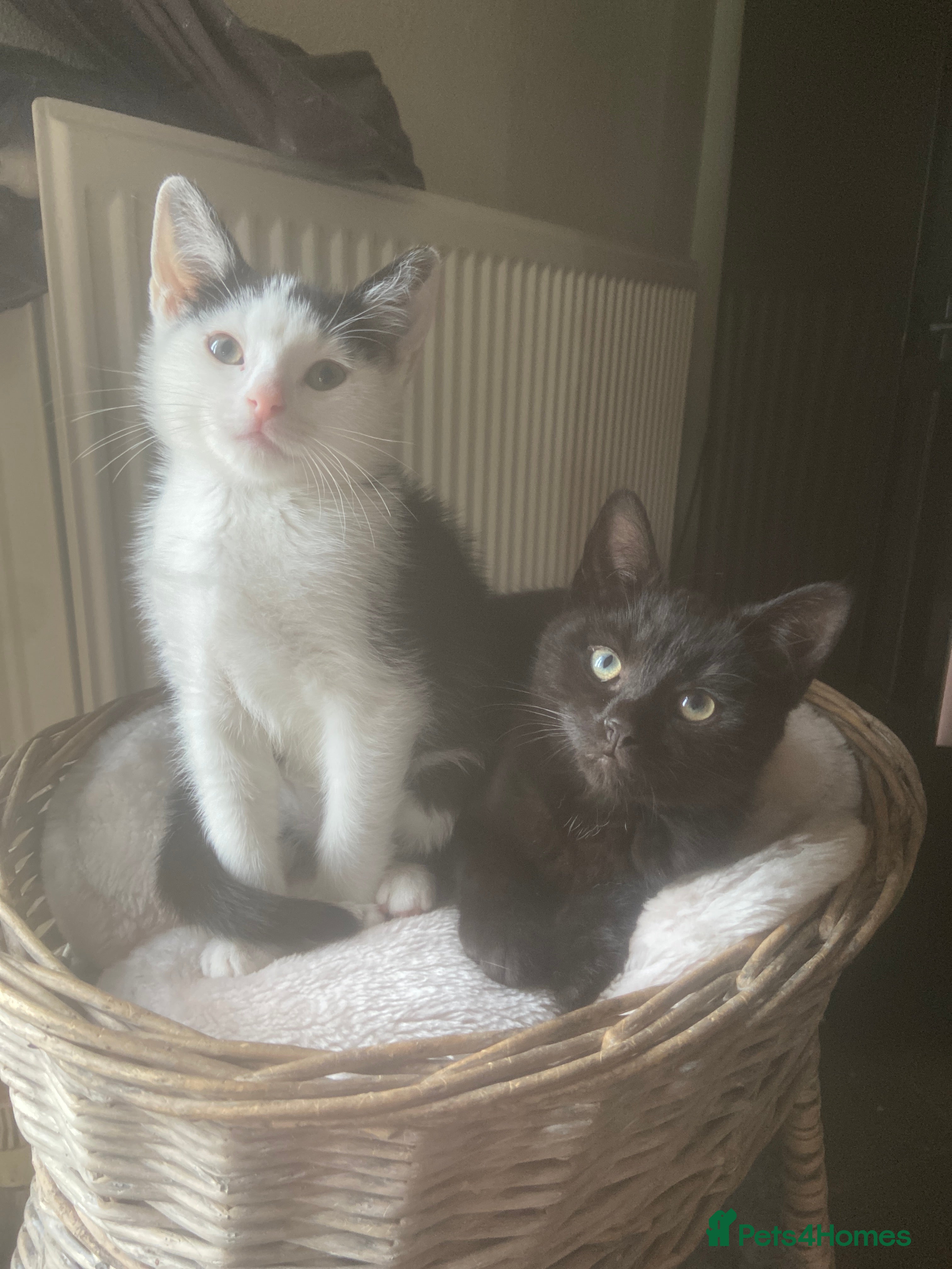Mixed Breed cats Beautiful loving kittens - Advert 4