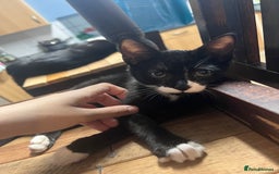 Domestic Shorthair cats for sale: Four 11 week old kittens - Image 4