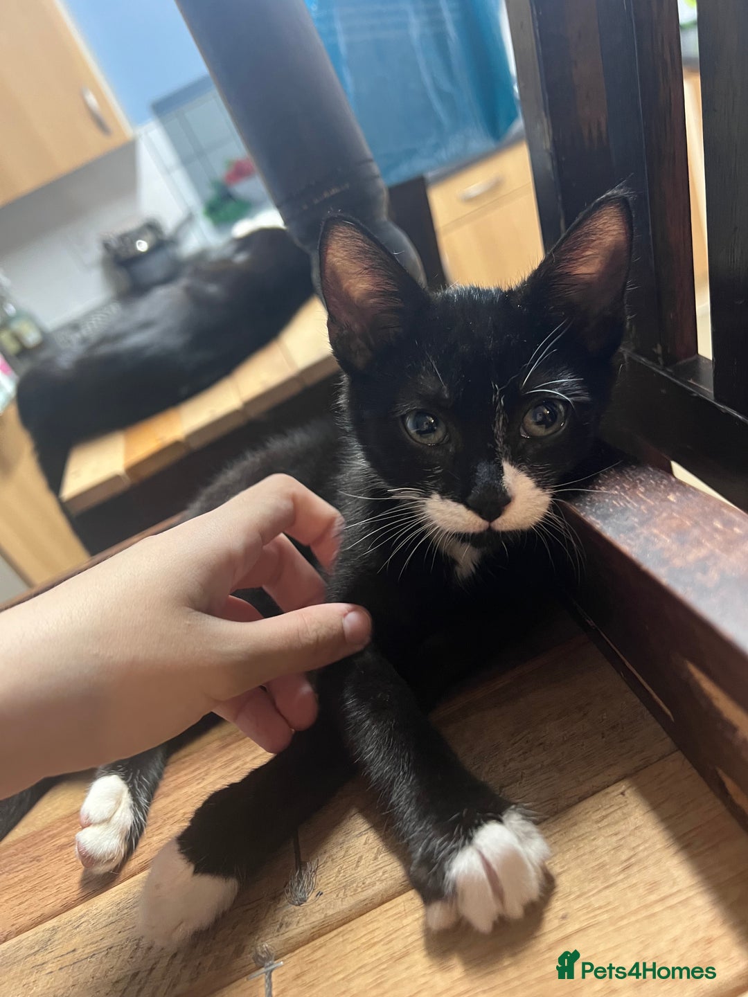 Domestic Shorthair cats for sale: Four 11 week old kittens - Image 4