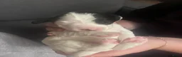 Cockapoo dogs for sale: Beautiful cockapoo puppies - 1 male & 3 females  - Advert 8