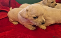 West Highland Terrier dogs for sale: WEST HIGHLAND DAXIE'S - Image 28