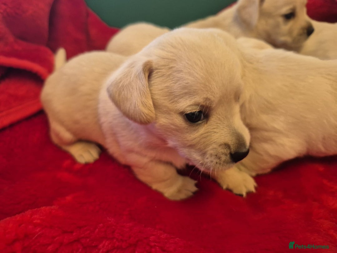 West Highland Terrier dogs for sale: WEST HIGHLAND DAXIE'S - Image 28