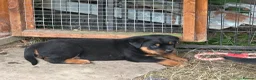 Rottweiler dogs for sale: Rottweiler puppies West Sussex / Surrey border - Advert 9