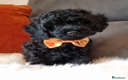Cockapoo dogs for sale: Adorable best friend pups, sold fully vaccinated - Image 9