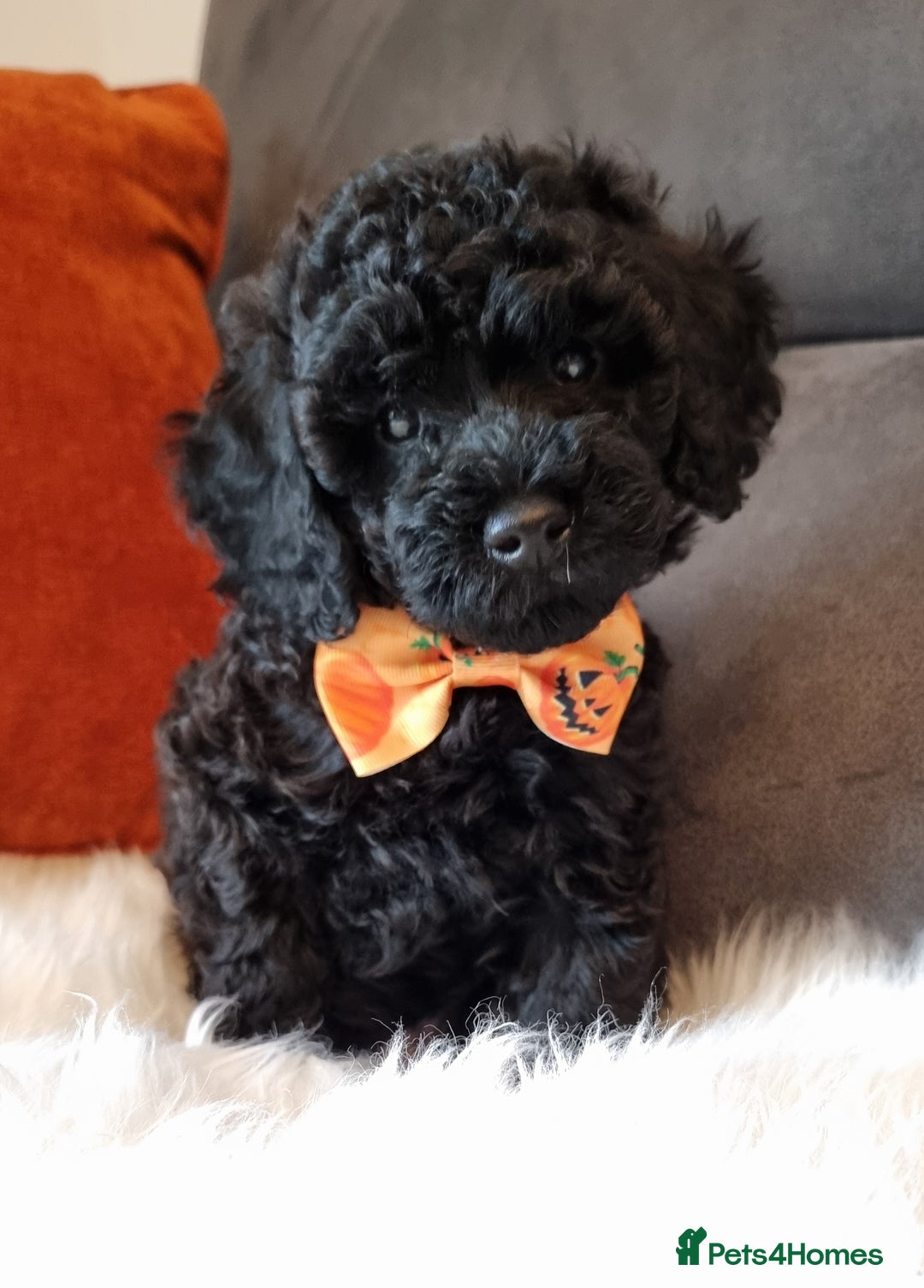 Cockapoo dogs for sale: Adorable best friend pups, sold fully vaccinated - Image 9