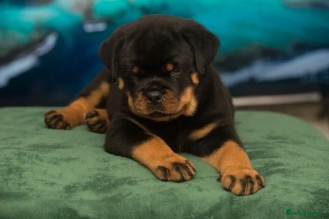 Rottweiler dogs for sale: Champion Line Male Rottweiler  - Advert 4