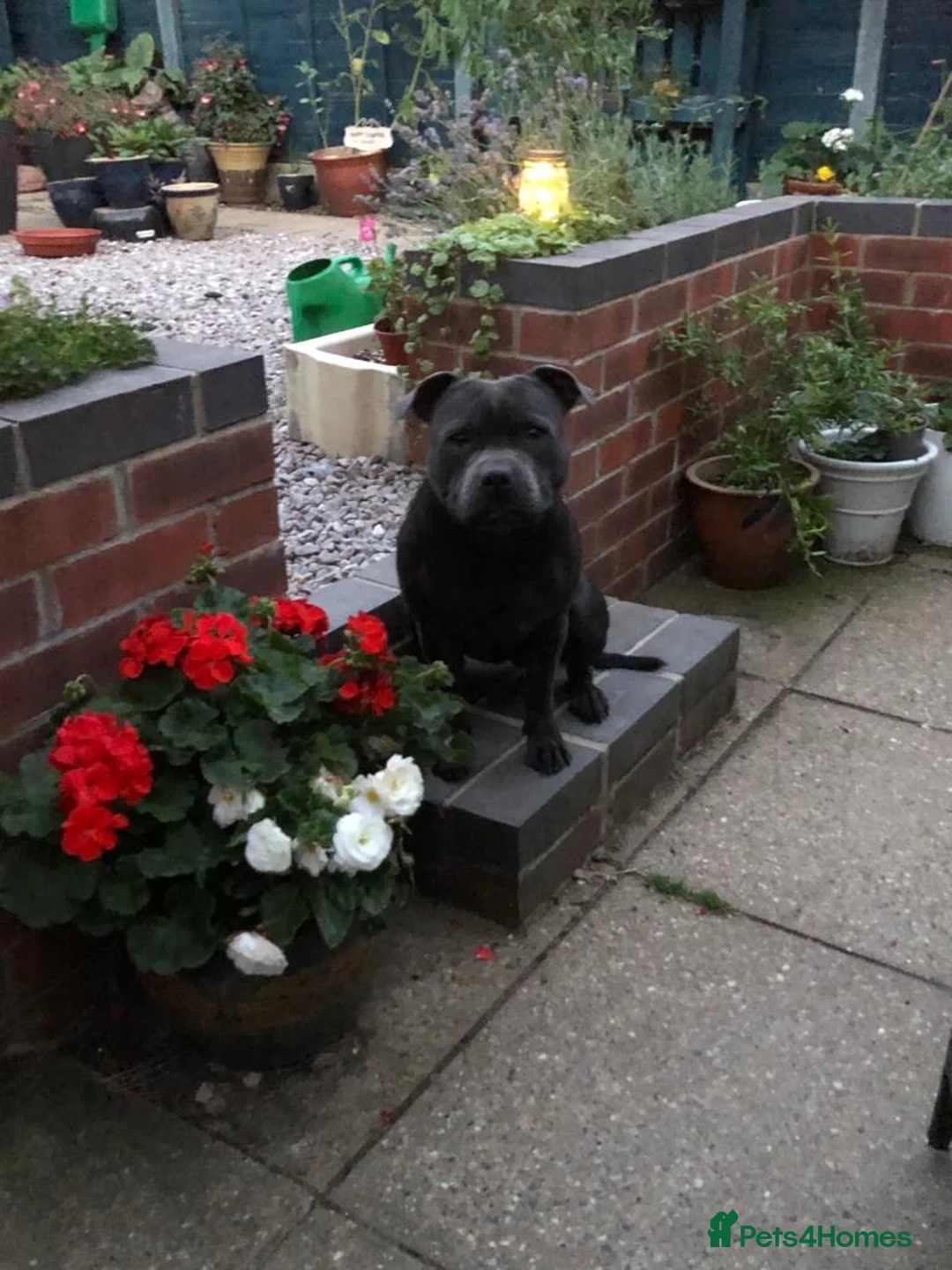 Staffordshire Bull Terrier dogs for sale: 19x ch Staffordshire Bull Terrier puppies,Black in Norwich - Advert 13