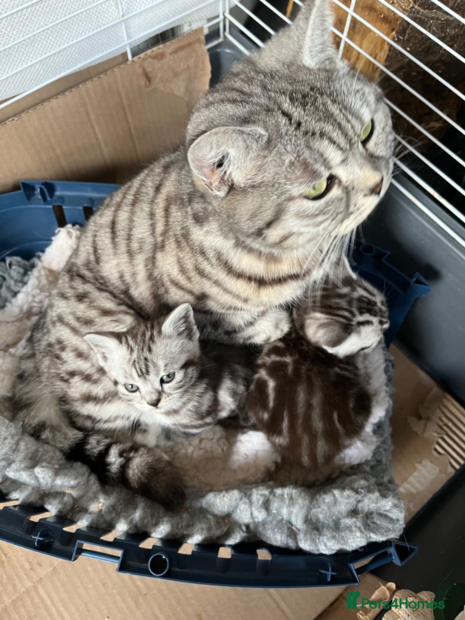 British Shorthair cats British Shorthair Classic Silver Tabby/Spotted - Advert 3