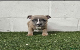 Staffordshire Bull Terrier dogs for sale: Kc Staffordshire bull terrier puppies  - Image 13