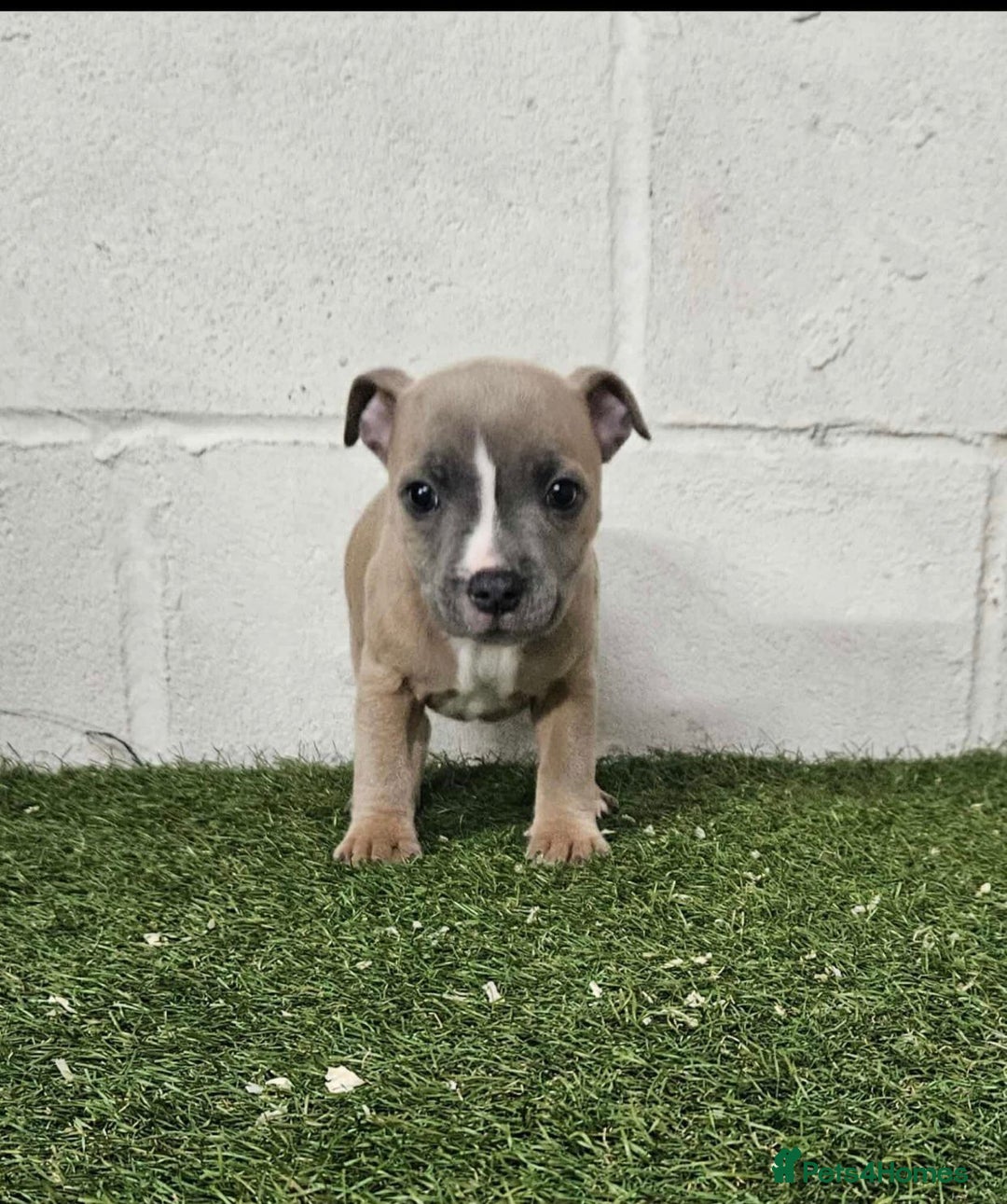 Staffordshire Bull Terrier dogs for sale: Kc Staffordshire bull terrier puppies  - Image 13