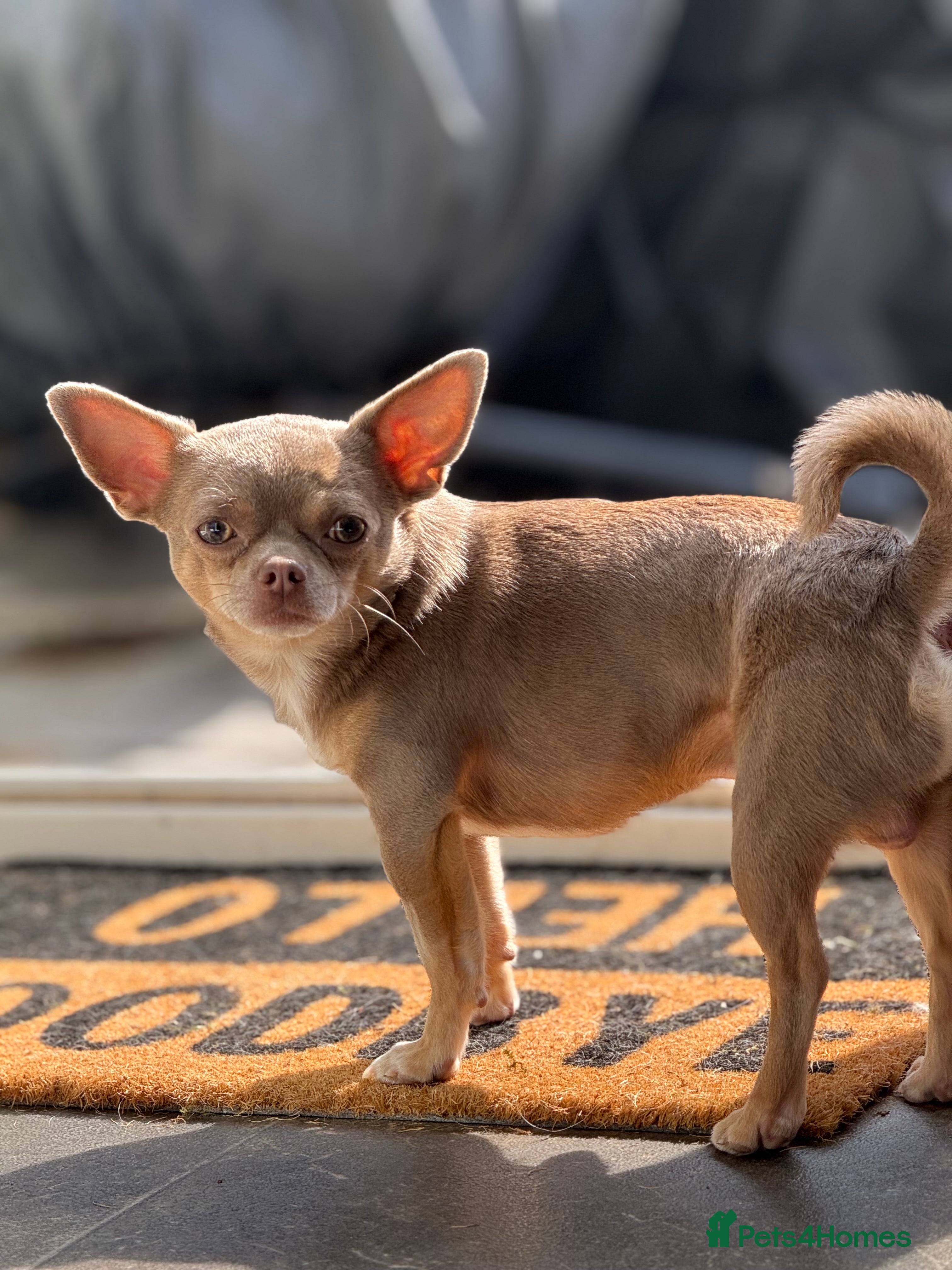 Chihuahua dogs KC registered male chihuahua for stud - Advert 8