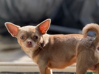 Chihuahua dogs KC registered male chihuahua for stud - Advert 4