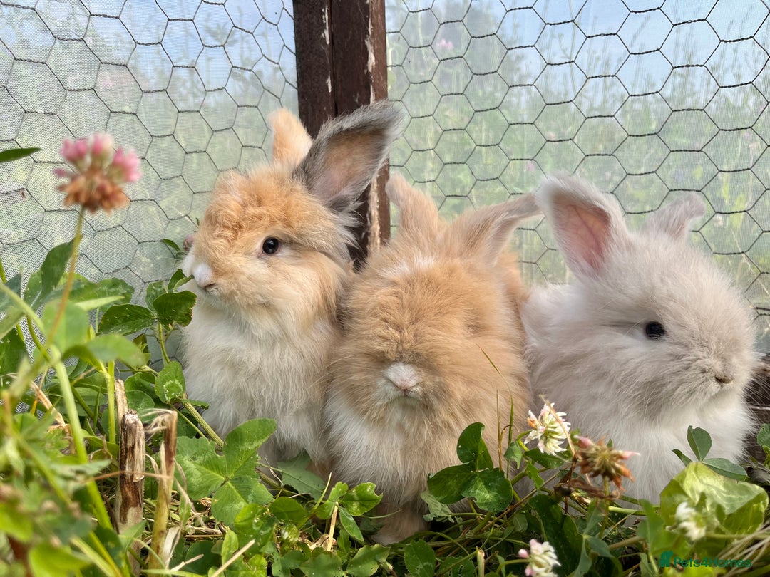 Angora rabbits for sale: Fully Vaccinated Pedigree English Angoras  - Image 33