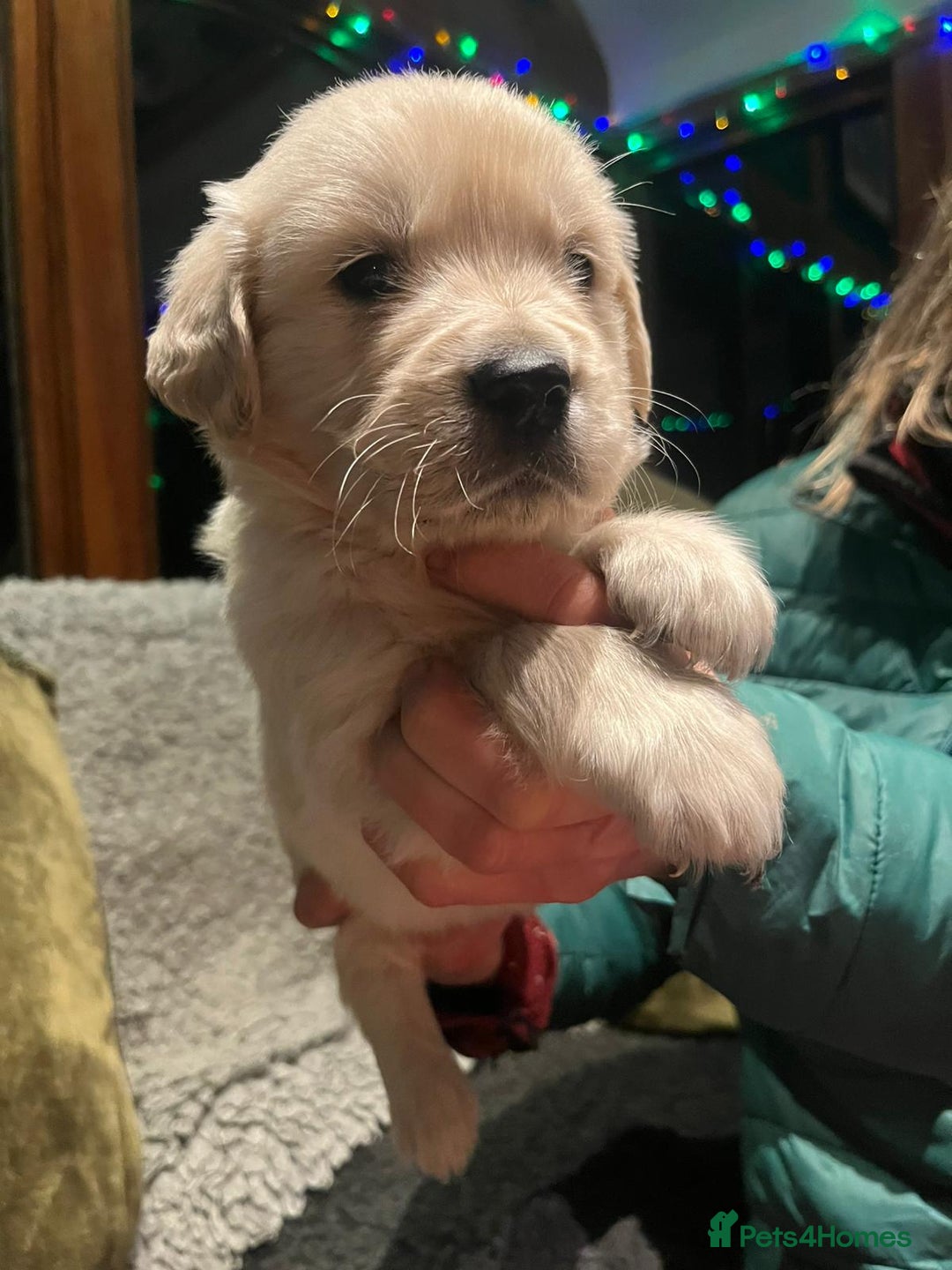 Golden Retriever dogs for sale: Beautiful Goldies - Advert 4