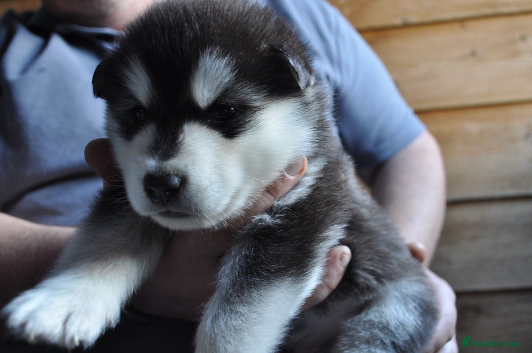 Alaskan Malamute dogs for sale: Alaskan Malamute Puppies - Advert 26
