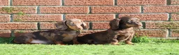 Dachshund dogs for sale: MINIATURE DACHSHUND PUPPIES FOR SALE - Advert 26