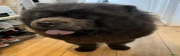 Chow Chow dogs for stud: Stunning Blue Chow Chow Stud – DWKC Registered in Mitcham - Advert 4