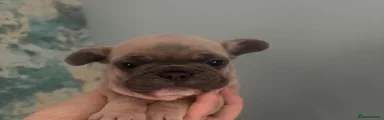 French Bulldog 1