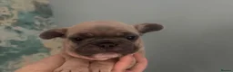 French Bulldog dogs for sale: Stunning Litter of French Bulldog Puppies - Advert 3