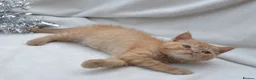 Persian cats for sale: (1 LEFT) Adorable Purebred Persian Kittens!!! - Advert 5
