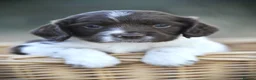 English Springer Spaniel dogs for sale: English springer spaniel puppies  in Exeter - Advert 13