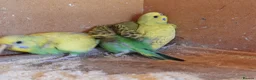 Budgerigars birds for sale: Baby Budgies For Sale. Born In April - Advert 8
