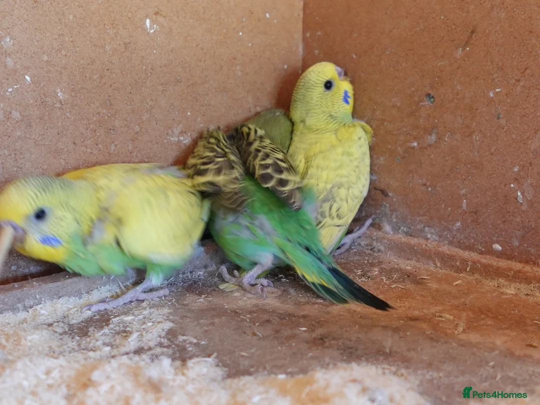 Budgerigars birds for sale: Baby Budgies For Sale. Born In April - Advert 8