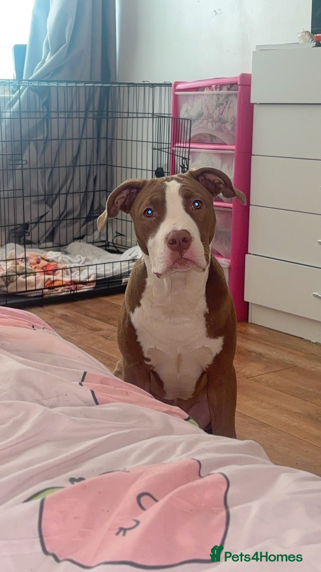 Mixed Breed dogs for sale: Albert  - Advert 6