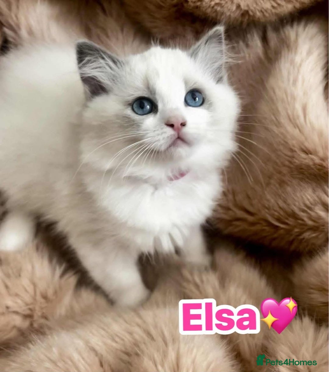 Ragdoll cats for sale: 💖Beautiful Ragdoll💖 Tica register  - Image 23