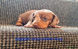 Miniature Dachshund dogs for sale: 💜MINIATURE DAPPLE AND CHOCOLATE Dachshunds Babys - Image 4