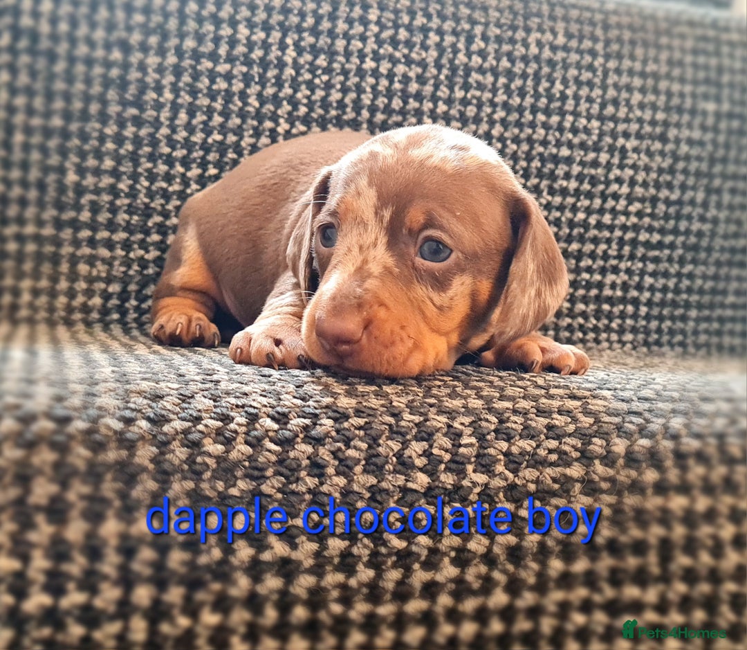 Miniature Dachshund dogs for sale: 💜MINIATURE DAPPLE AND CHOCOLATE Dachshunds Babys - Image 4