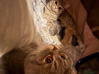 Scottish Fold cats Scottish fold kittens - Advert 1