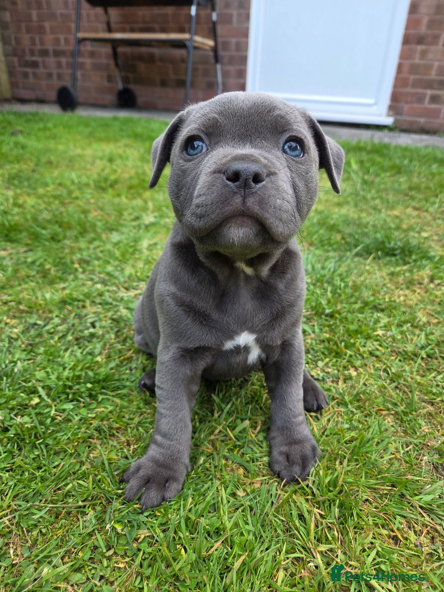 Staffordshire Bull Terrier dogs Beautiful Blue Staffy Girl – Last Puppy Available - Advert 6