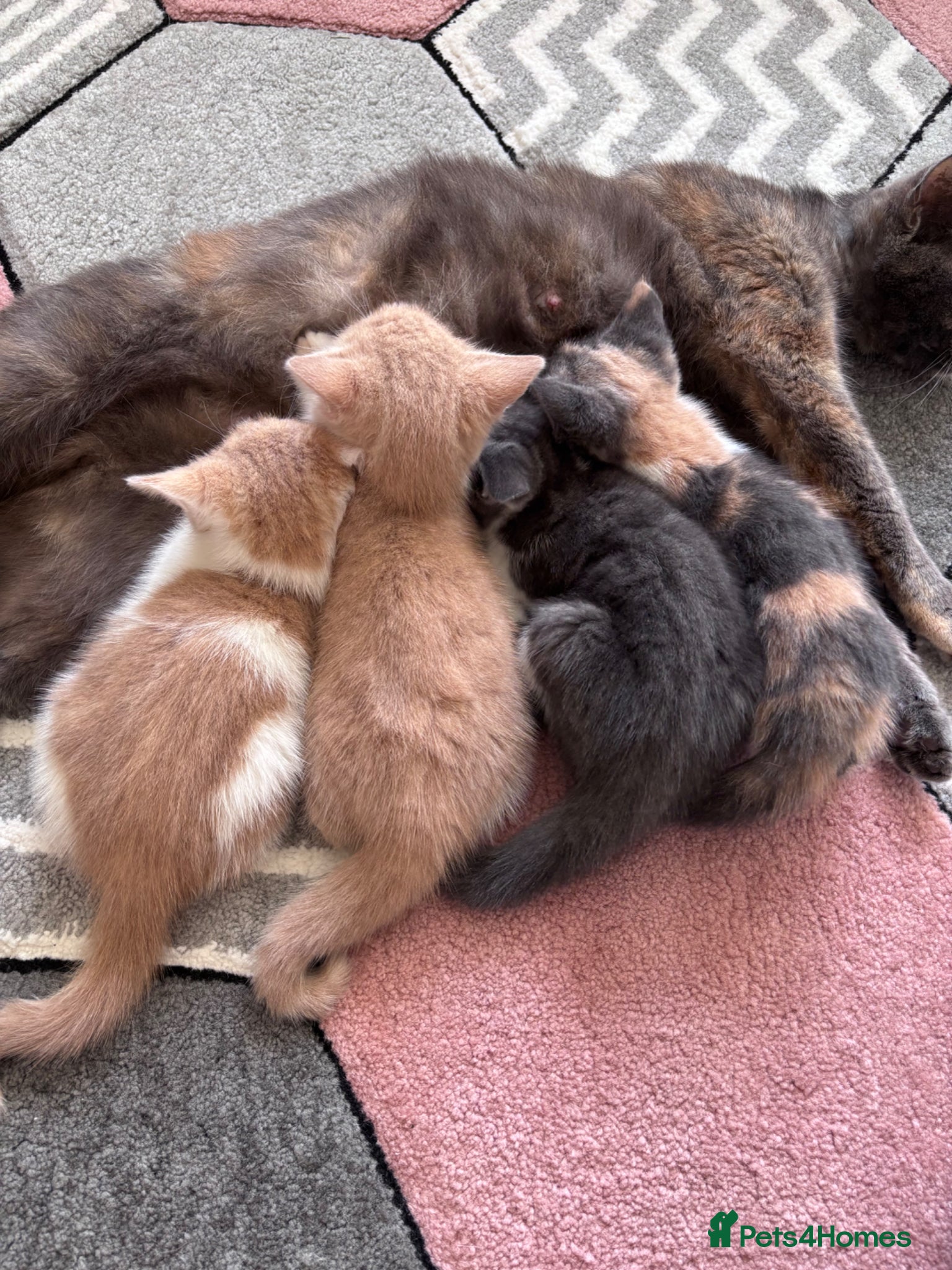 Maine Coon cats for sale: Maine Coon X British Shorthair  - Advert 11