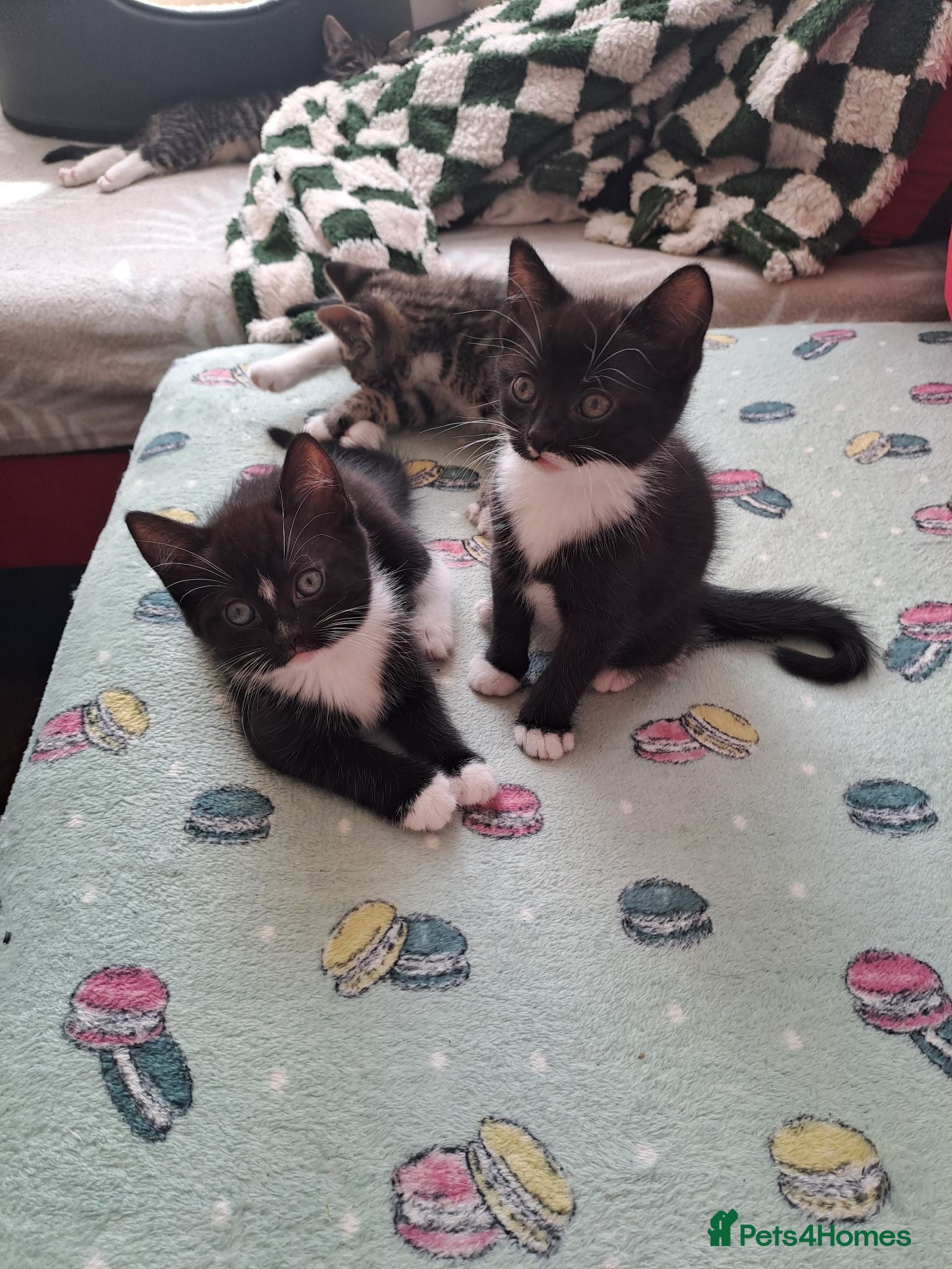 Mixed Breed cats Gorgeous kittens for sale - Advert 1