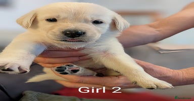 Mixed Breed dogs - Advert 14